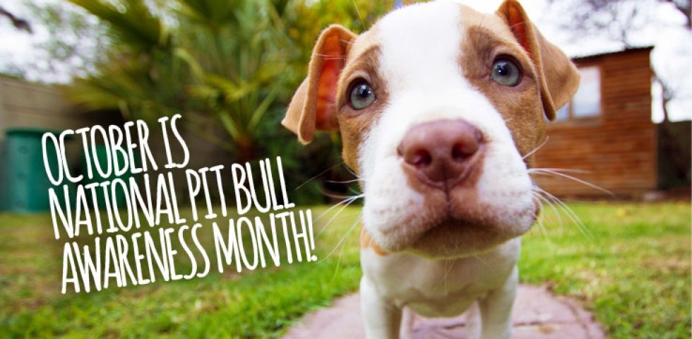 tpb_october-is-national-pitbull-awareness-month